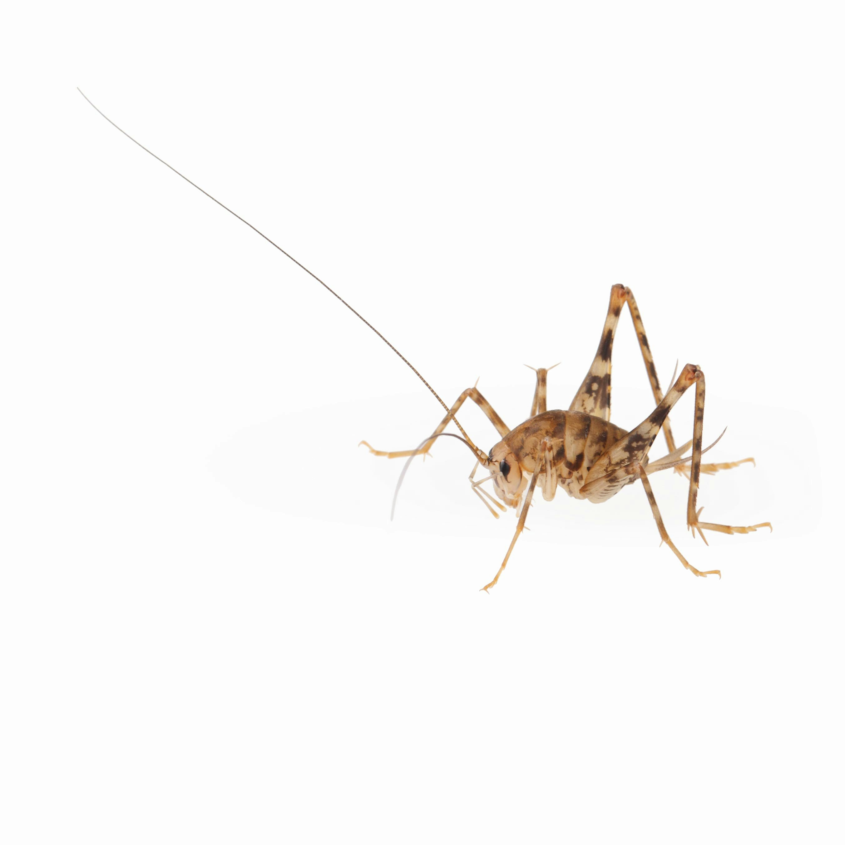 Cave Cricket