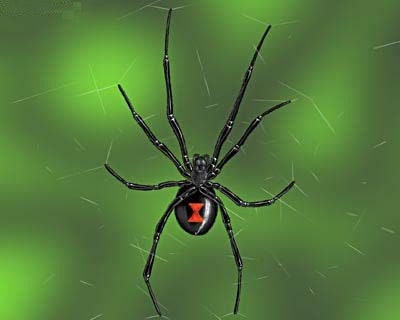 Sierra Pest Control Reno Black Widow Spider