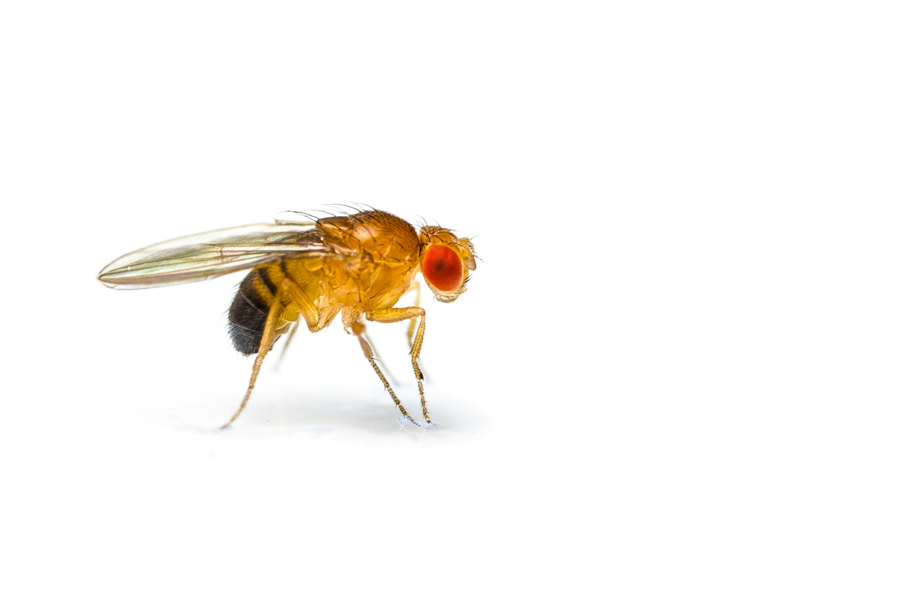 Fruit Fly Depositphotos 33084311