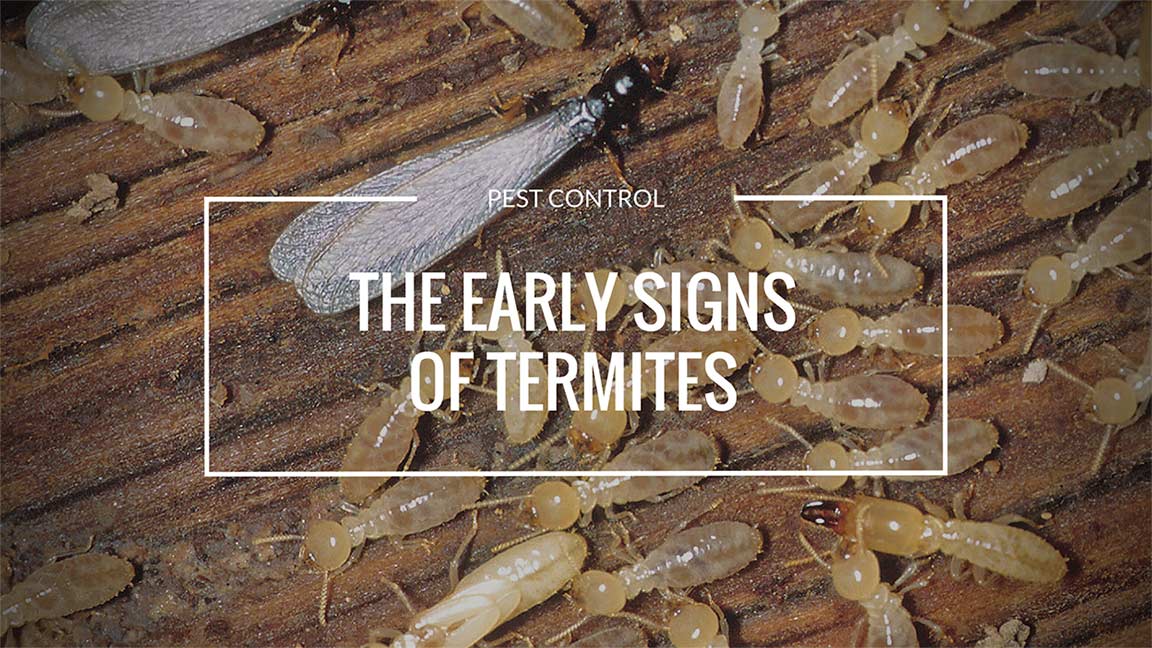 The Early Signs Of Termites | Black Diamond Pest Control