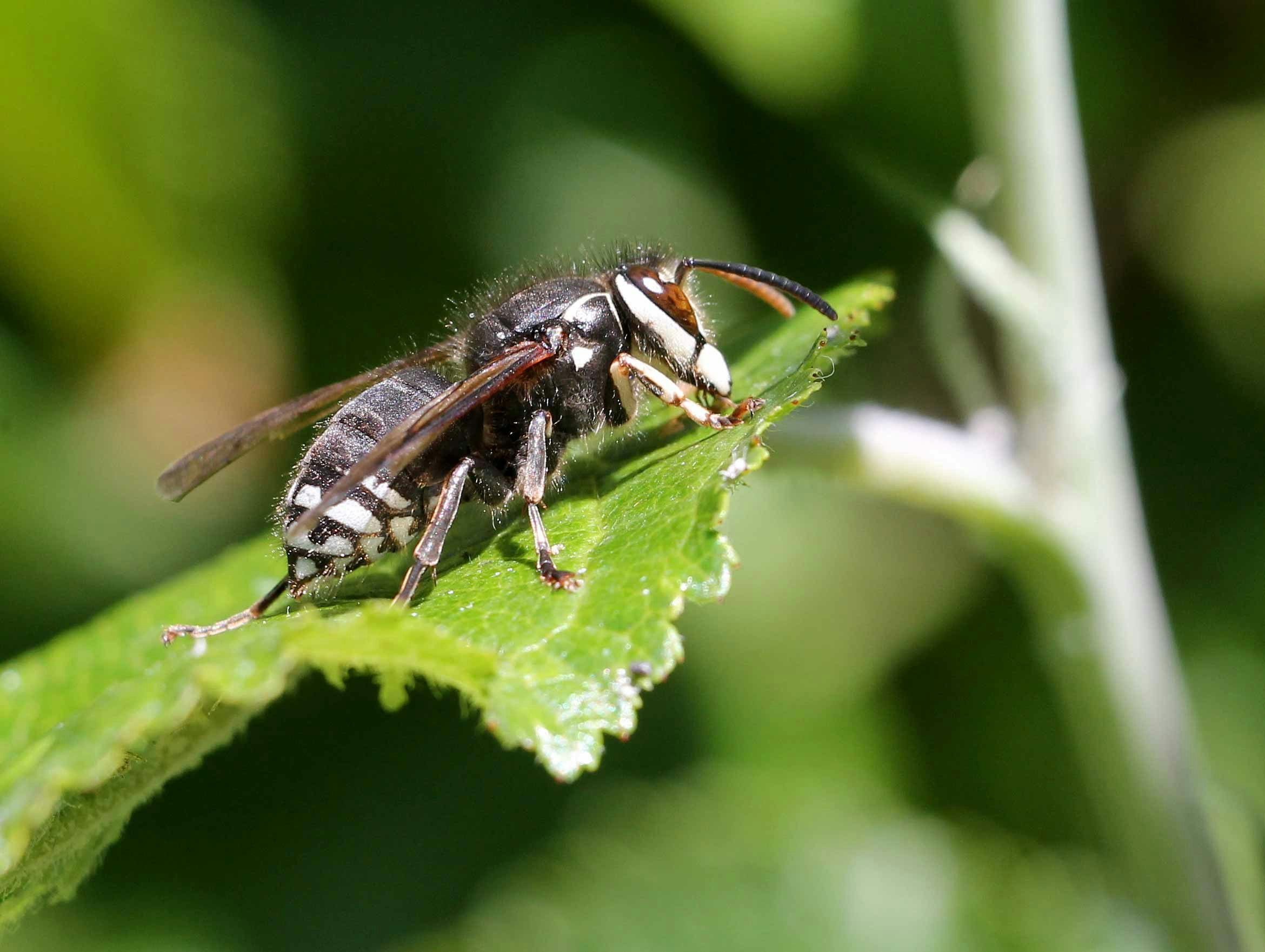 Bald Faced Hornet