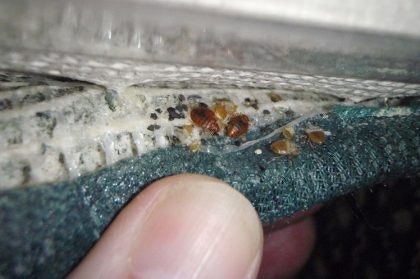 Bed Bug Mattress 3 E1542311956715 420x279