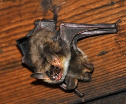 Batsrelyonth 420x346