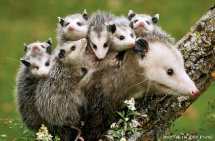 Opossum With Babies 420x276