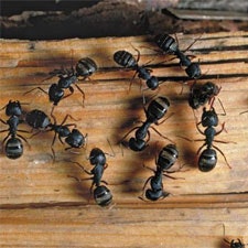 Carpenter Ants In Your House