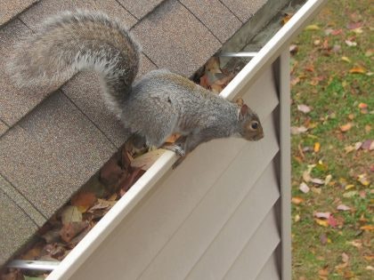 Squirrel 420x315