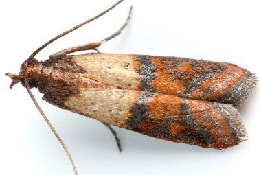Indiean Meal Moth