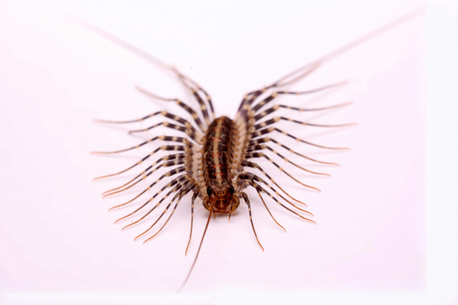 Centipede