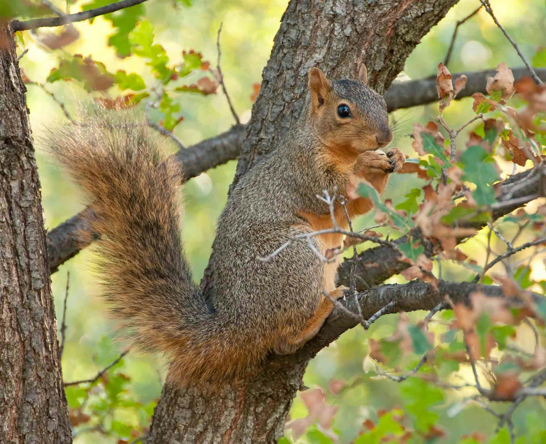 Fox Squirrel