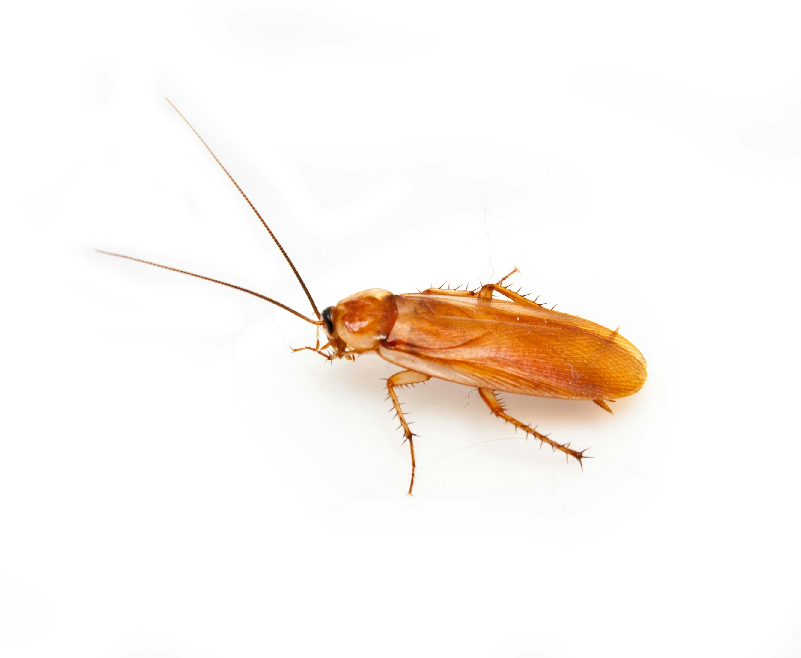 Wood Roach