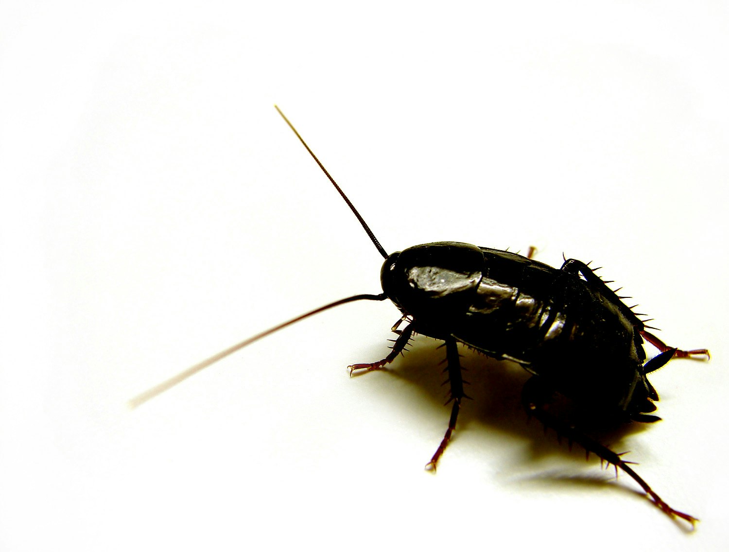 Oriental Roach