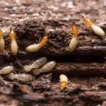 Termites On Wood Small 150x150