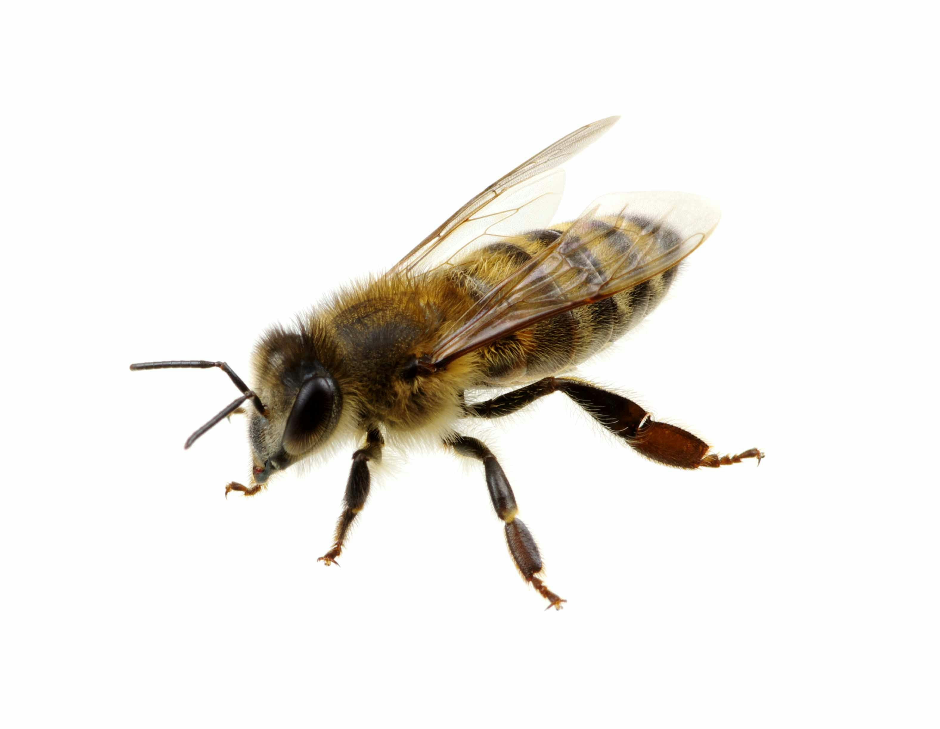 Solitary Bee