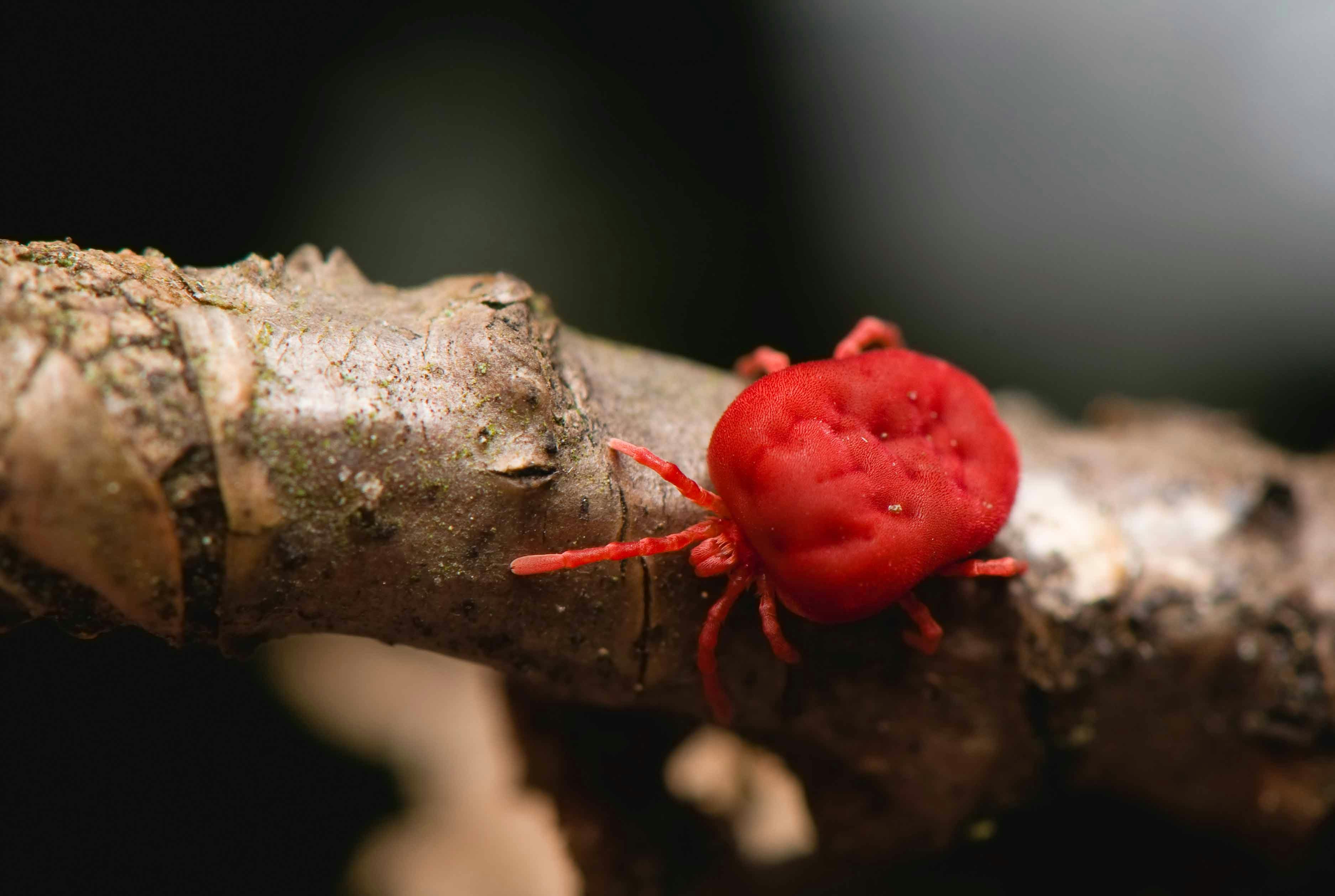 Clover Mite