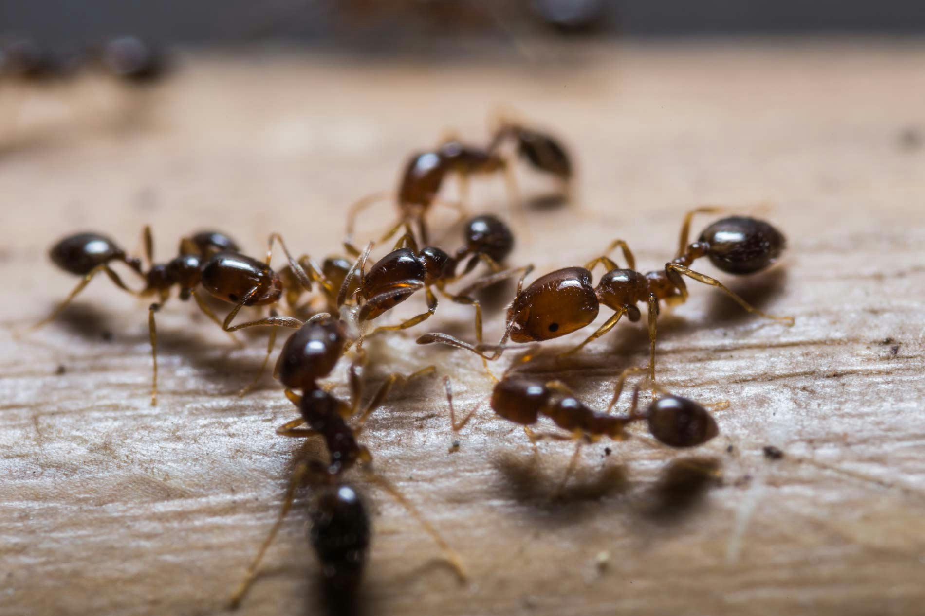 Odorous House Ant