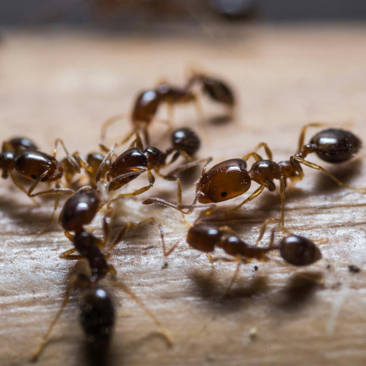 Odorous House Ant