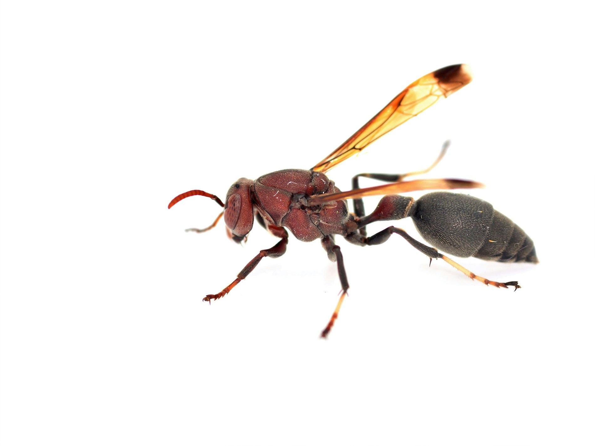 Paper Wasp