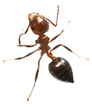 Trans Ant