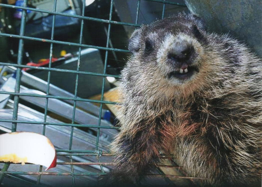 Wildlife Control Our Services Black Diamond Pest Control