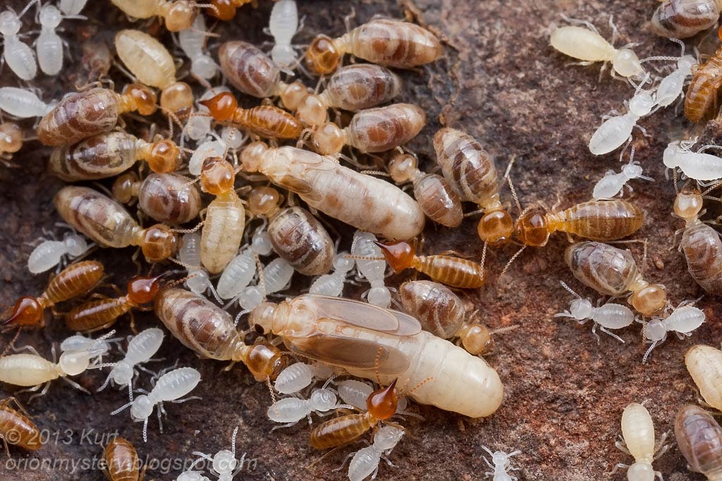 Termite Colony With Queen