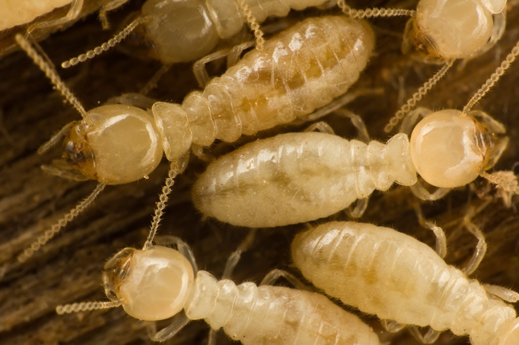 Termites Close Up